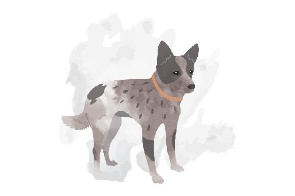 Blue Heeler Watercolor Art for Dogs Branding