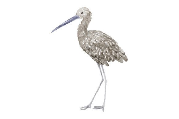 Limpkin Watercolor: Editorial Animals Art for Blogs