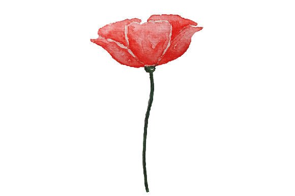 Poppy Flower Watercolor for Remembrance Crafts